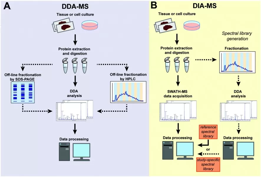 Overview of the discovery proteomics workflow using DDA and DIA acquisition strategies. Overview of the discovery proteomics workflow using DDA and DIA acquisition strategies.
